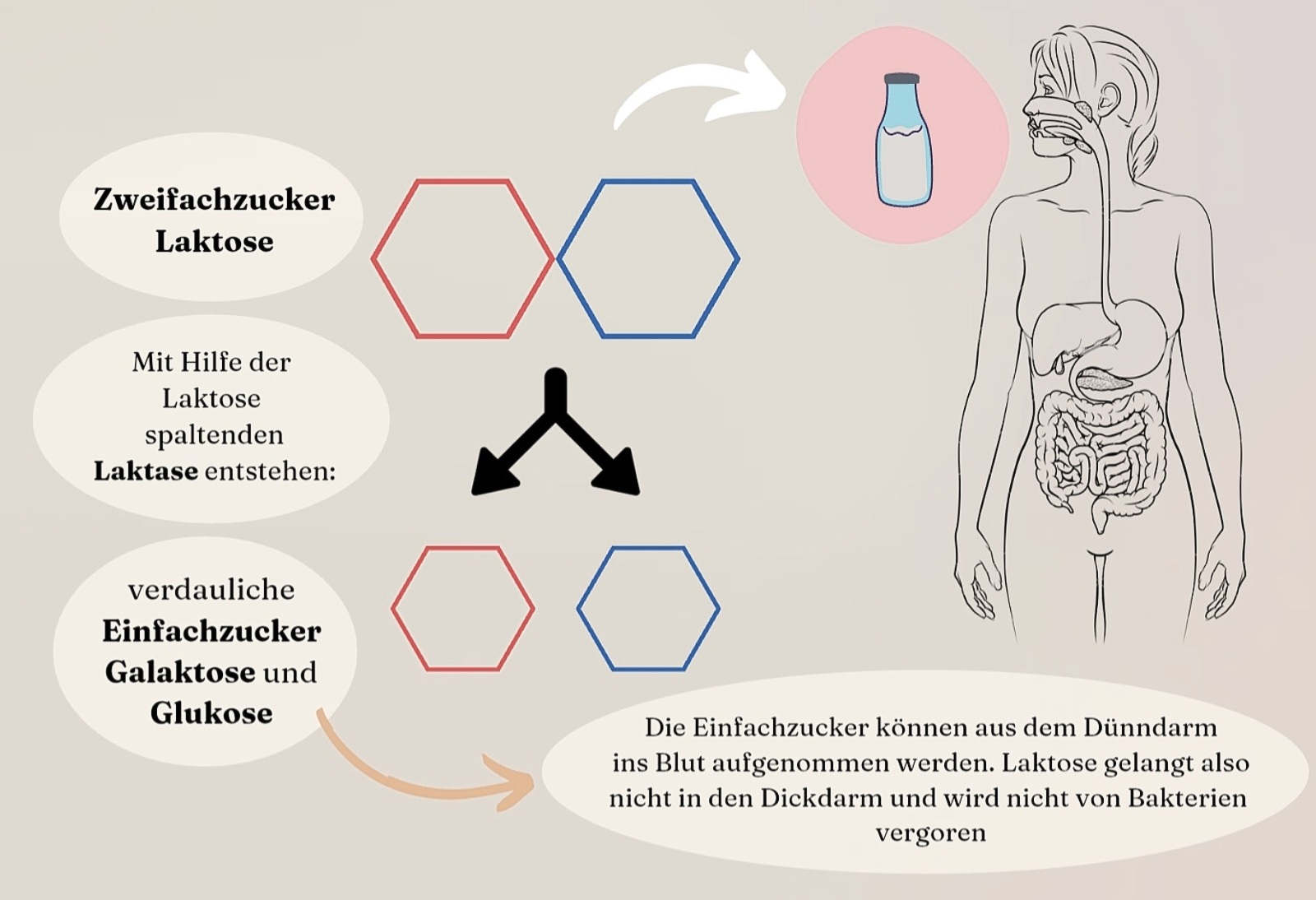 Woran Merkt Man Dass Man Laktoseintolerant Ist www.vianutri.de